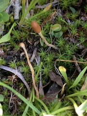Galeropsis polytrichoides