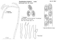 Pseudoboubovia benkertii
