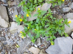 Erythranthe dentata