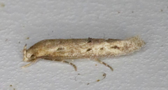 Mompha brevivittella