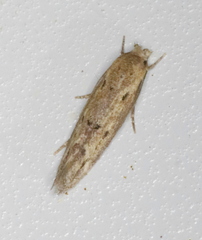 Mompha brevivittella