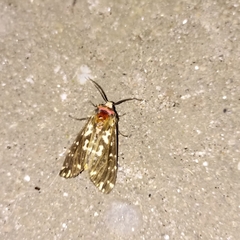 Alphaea imbuta