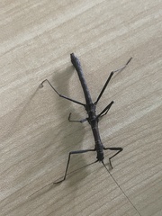Neohirasea hongkongensis