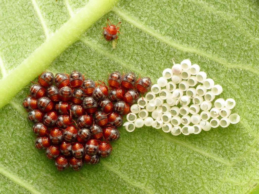 Green stink bug (Chinavia hilaris)