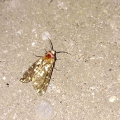 Alphaea imbuta
