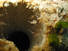 Cuapetes tenuipes
