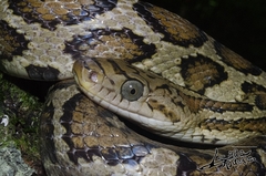 Pseudelaphe flavirufa