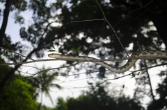 Pseudelaphe flavirufa