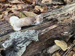 Tylopilus atronicotianus