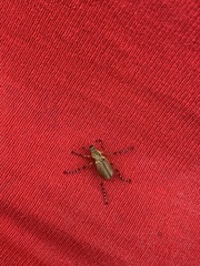 Macrodactylus mexicanus