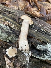 Tylopilus atronicotianus