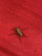 Macrodactylus mexicanus