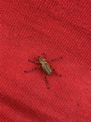 Macrodactylus mexicanus