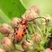 Red Milkweed Beetle - Photo (c) Katja Schulz, some rights reserved (CC BY)