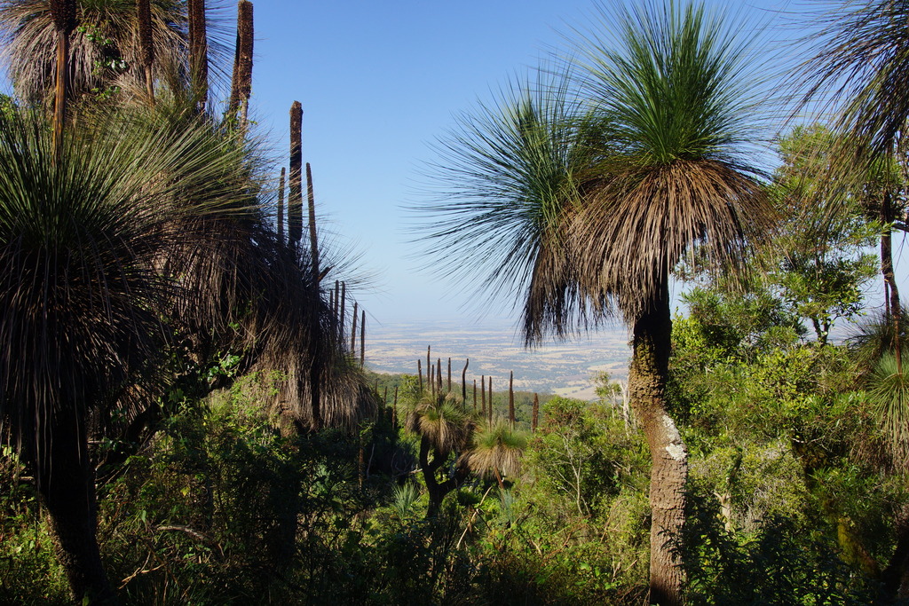 Xanthorrhoea glauca D.J.Bedford
