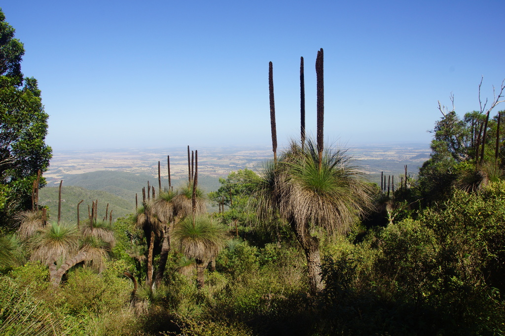 Xanthorrhoea glauca D.J.Bedford 2