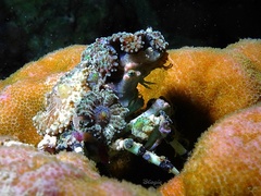 Cyclocoeloma tuberculatum