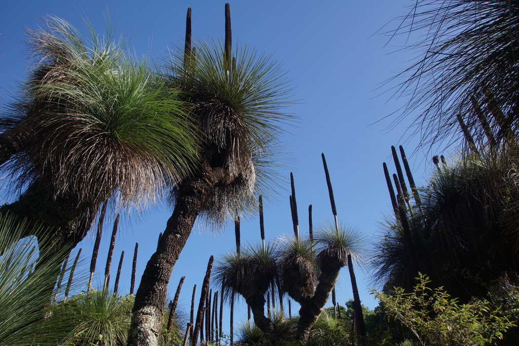 Xanthorrhoea glauca D.J.Bedford 3