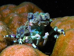 Cyclocoeloma tuberculatum