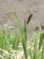 Carex macrochaeta