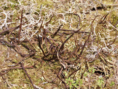 Cladonia gracilis vulnerata