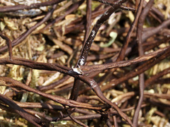 Cladonia gracilis vulnerata