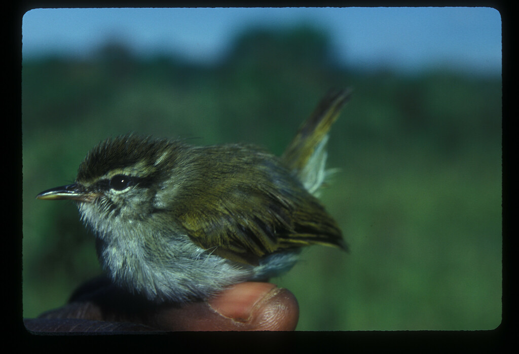Uganda Woodland Warbler