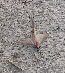 Maccaffertium terminatum