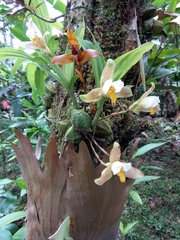 Lycaste deppei