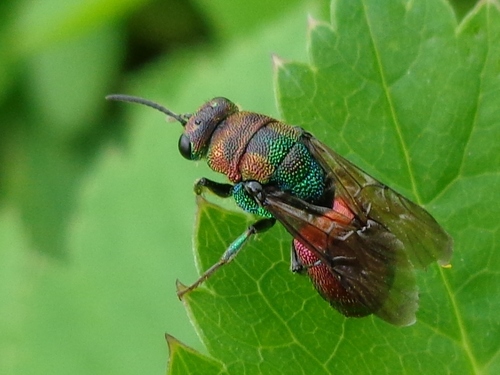 Hedychrum rutilans, photo 2 of 10