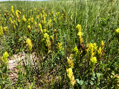 Castilleja lutescens