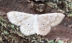 Idaea obfusaria
