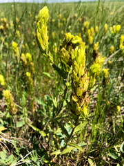 Castilleja lutescens