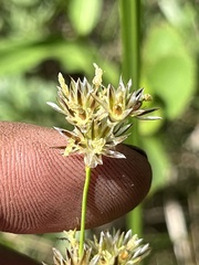Juncus longistylis
