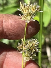 Juncus longistylis