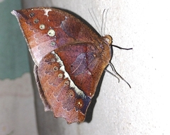 Taygetis mermeria