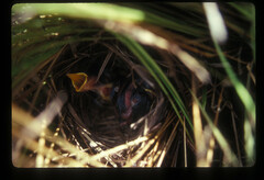 Catriscus brevirostris