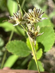 Juncus longistylis