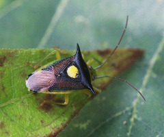 Sastragala javanensis