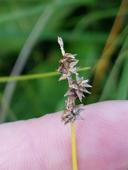 Carex sterilis
