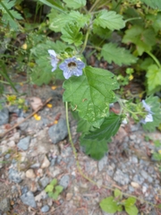 Phacelia bolanderi