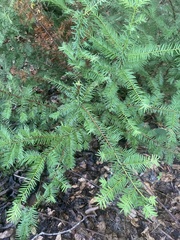 Taxus floridana