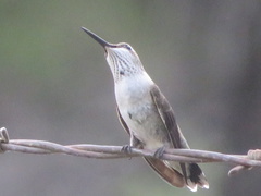 Selasphorus calliope