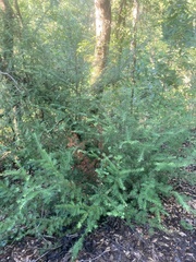 Taxus floridana