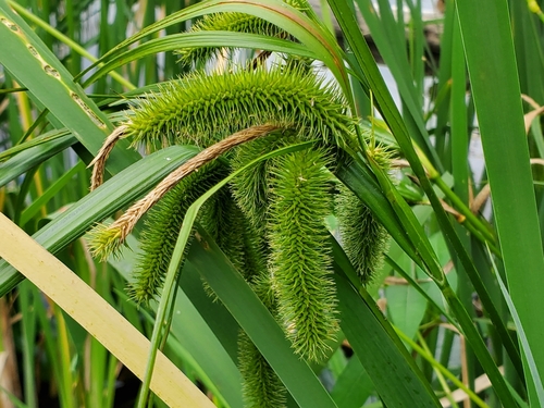 Bristly sedge (Carex comosa)