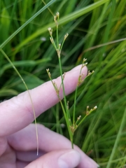 Juncus brachycephalus