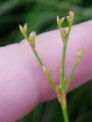 Juncus brachycephalus