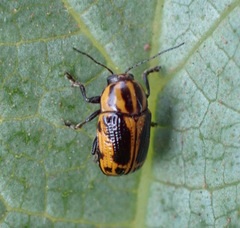 Cryptocephalus castaneus