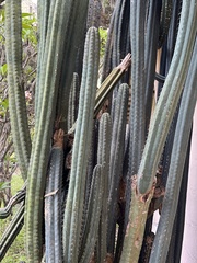 Trichocereus macrogonus