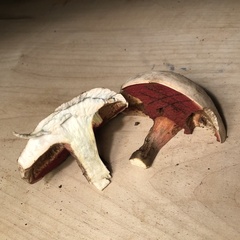 Caloboletus firmus